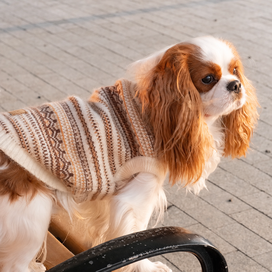 Gilet in maglia Fair Isle per cani