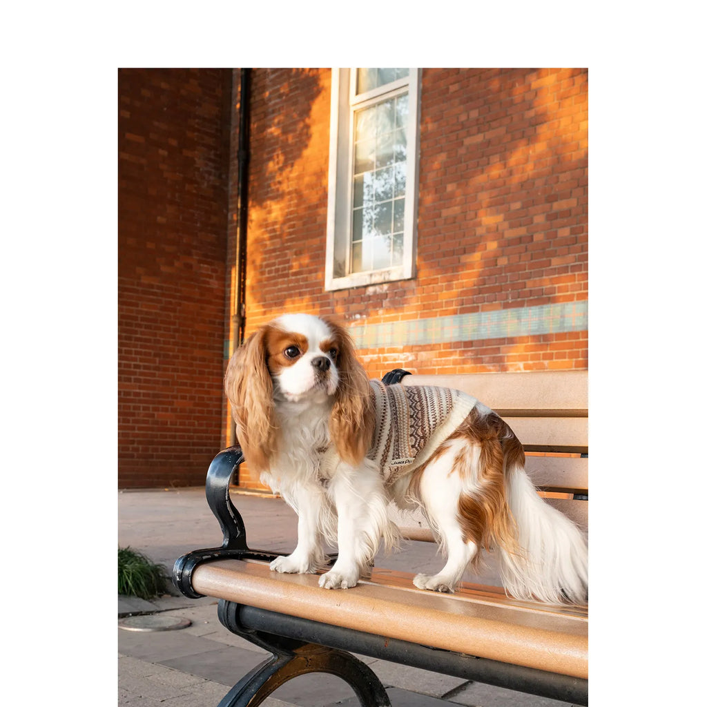 Dog wearing the Fair Isle sweater beside a red brick wall
